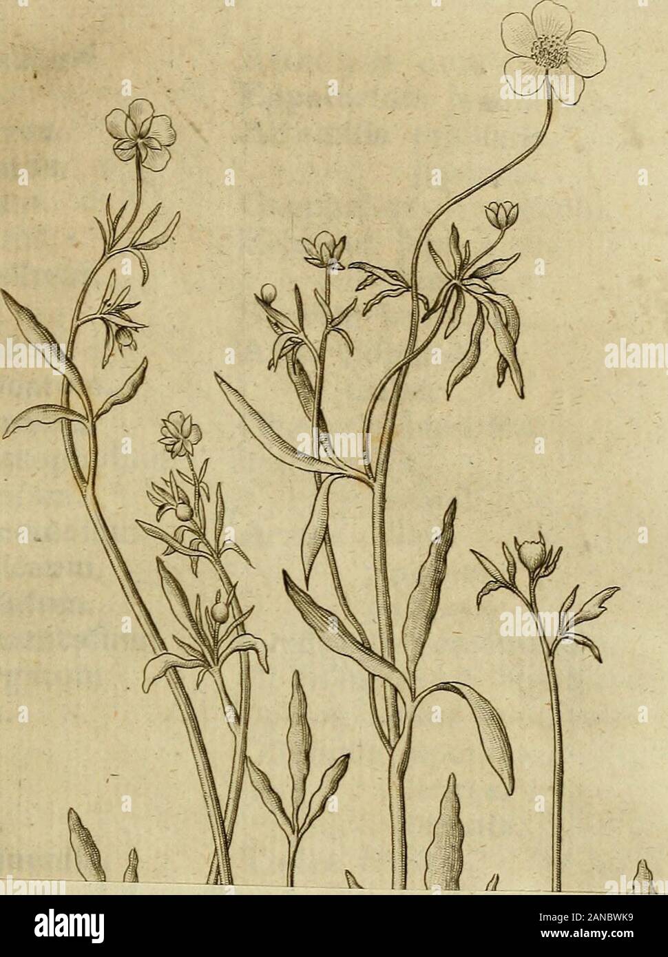 [Dissertationes Academiae Upsaliensis] . Tern- ?--j^TOBMmwwiwi-^ft? 8 Ternftr6mia japonica.Corcliorus japonicus.flexiiofus.fcandens,ferratus.Cycas revoluta.Aconitum japonicum.Begonia grandis.Arum ternatum. ringens.Houtuijnia cordata.Magnolia fericea.hirluta.obovata.tomentofa.Uvaria japonica.Thalictrum japonicum.Anemone cernua.Atragene japonica.Clematis florida.japonica.paniculata.trifoliata.Ranunculus ternatus. c. Tab. japonicus.Hypericum erectum.japonicum.patukim.Ajuga decunibens.Nepeta incana.Sideritis ciliata.IVlelittis japonica.Ocymura acutum. Ocymum fcabfum.crrfpum.inflexuin,rugofum.virga Stock Photo
