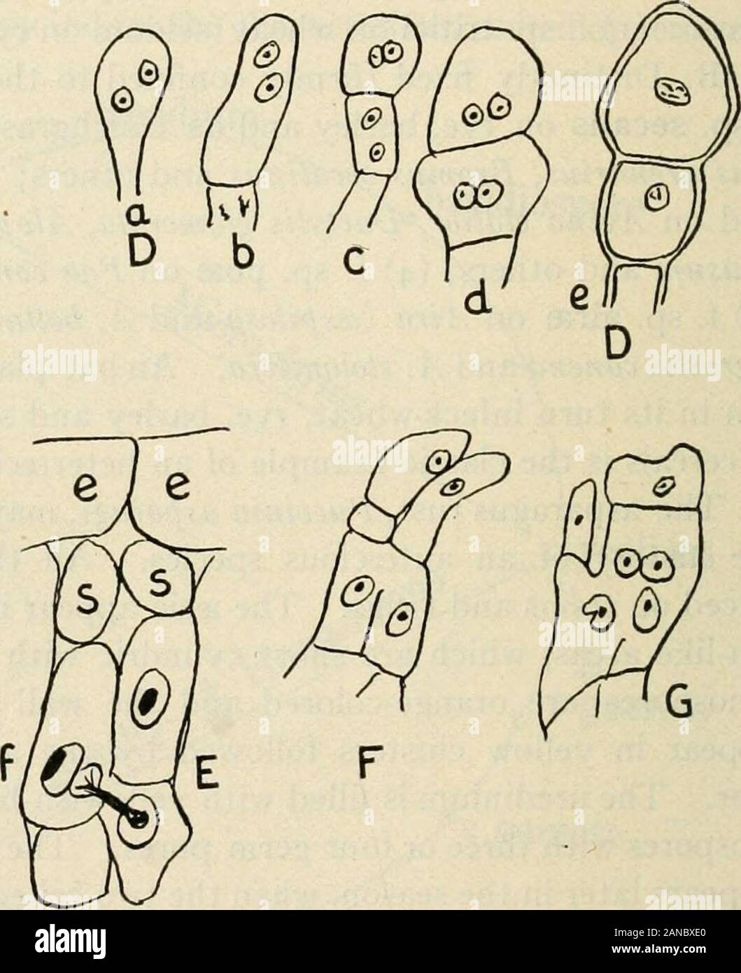 A text-book of mycology and plant pathology . Fig. 66.—a, Chain of young seciospores of Puccinia caricis; a, fusion tissue;b, basal (fusion) cell with conjugate nuclei; c, aeciospore mother-cell; d, intercalarycell; e, young aeciospore; B, germinating aeciospore of P. caricis; C, teliospore of P.caricis; D, formation of teliospores of P. falcaria {after Ditlschlag); E, developmentof aecium {after Blackman) of Phragmidium violaceiim; e, epidermal cell; s, sterilecell; below these cells a nucleus is seen migrating into the adjacent cell/; F and G,conjugation of two female cells to form basal cel Stock Photo