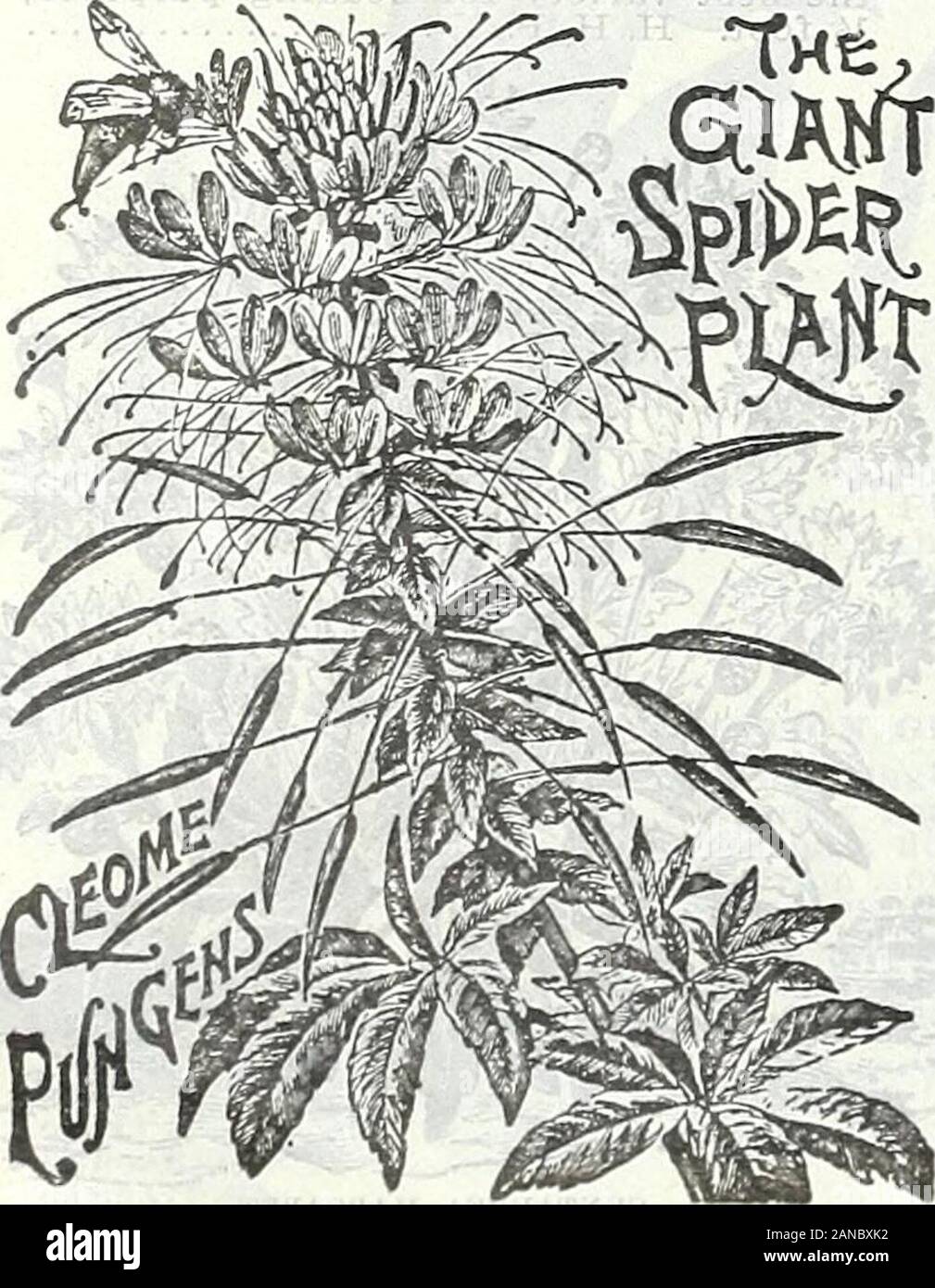 Farm and garden annual, spring 1906 . Daisy)—The blooms Pkt.are borne on stiff stems and are of a pure golden yellowcolor, 3 to 4 inches across. Sow outdoors in April or Mayfor summer flowering . io SINGLE ANNUAL CHRYSANTHEMUMS. f TYPES OF ANNUALCHRYSANTHEMUMS. SPECIAL OFFERThe SixVarieties of AnnualChrysanthe-mums shownon cut for20c. CINERARIA. The varieties known as C. Hybrida arewell known and exceedingly brilliantgreenhouse plants. C. Maritima is culti-vated for its silvery foliage, and esteemedas one of the best plants of that kind forribbon borders. H. H. P. Hybrida (James Prize Strain) Stock Photo