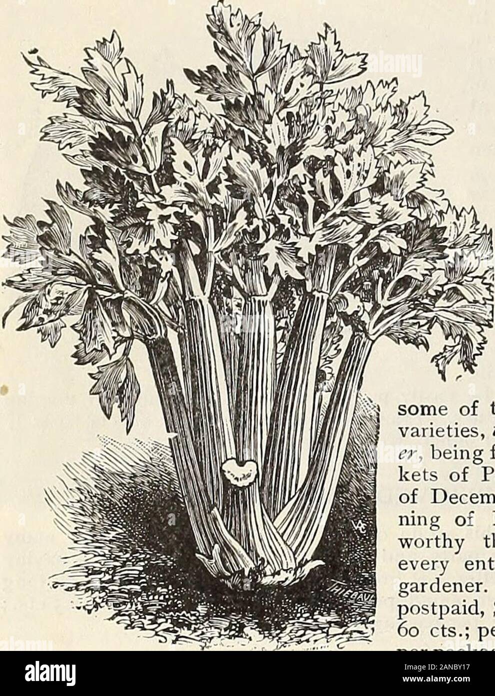 Beautifulcream hires stock photography and images Alamy