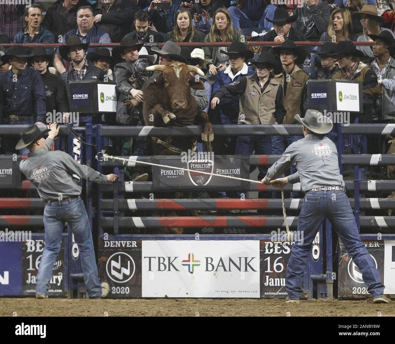 Denver, Colorado, USA. 15th Jan, 2020. Bull Skeeter Peter stops to take a peek out side the