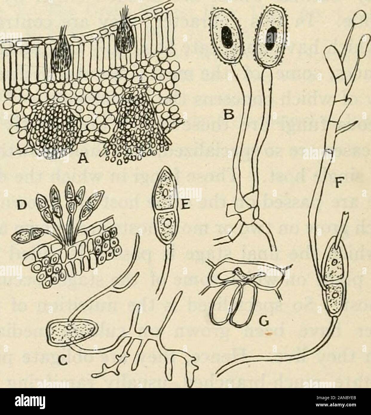 A text-book of mycology and plant pathology . plied to the parasite. Such spores are bornein a sorus known as a telium. When these teliospores germinate, theyproduce a four-celled promycelium known as a basidium, and thisabstricts sporidia, or more properly basidiospores, which are minute,thin-walled spores without surface sculpturings. These are succeededby spermogonia (spermogonium), which are now called by most 187 I88 MYCOLOGY American mycologists, pycnia (pycnium), in which spermatia, orpycniospores, are formed. Pycnia indicate the nature of the life cycleand furnish positive characters f Stock Photo
