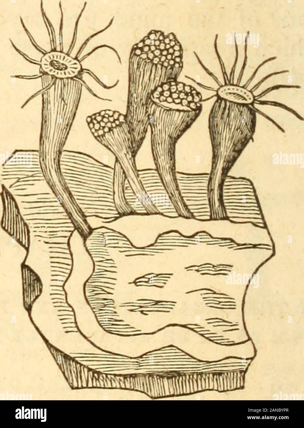 First lines of physiology, being an introduction to the science of life; written in popular language . ul stories, either trueor fabulous, and which is more properly called thecuttle-fish. This little animal belongs to the same generalclass of minute beings withthe hydra viridis, (fig. 3,) andthat which forms and inhabitsthe various kinds of coral.The particular species hererepresented is a zoanthus.It is permanently adherent tothe rock on which it grows ;and though it can elongateand contract its body, andemploy its numerous arms, ortentacula, as they are called,like the hydra, yet it wouldbe Stock Photo