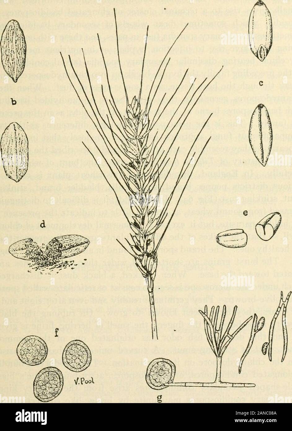 A text-book of mycology and plant pathology . are about seventy-two American species, is distinguishedfrom the other two less important genera by its single spores whichform dusty masses at maturity without any kind of inclosing membrane.Sorosporium has its spores agglutinated into balls which form more orless dusty masses. The spore balls are usually evanescent and thespores are very dark. The spores are agglutinated into balls in Toly-posporium, forming more or less dusty spore masses. The spore ballsare rather permanent, the spores adhering by folds, or thickenings ofthe outer coat. Family Stock Photo