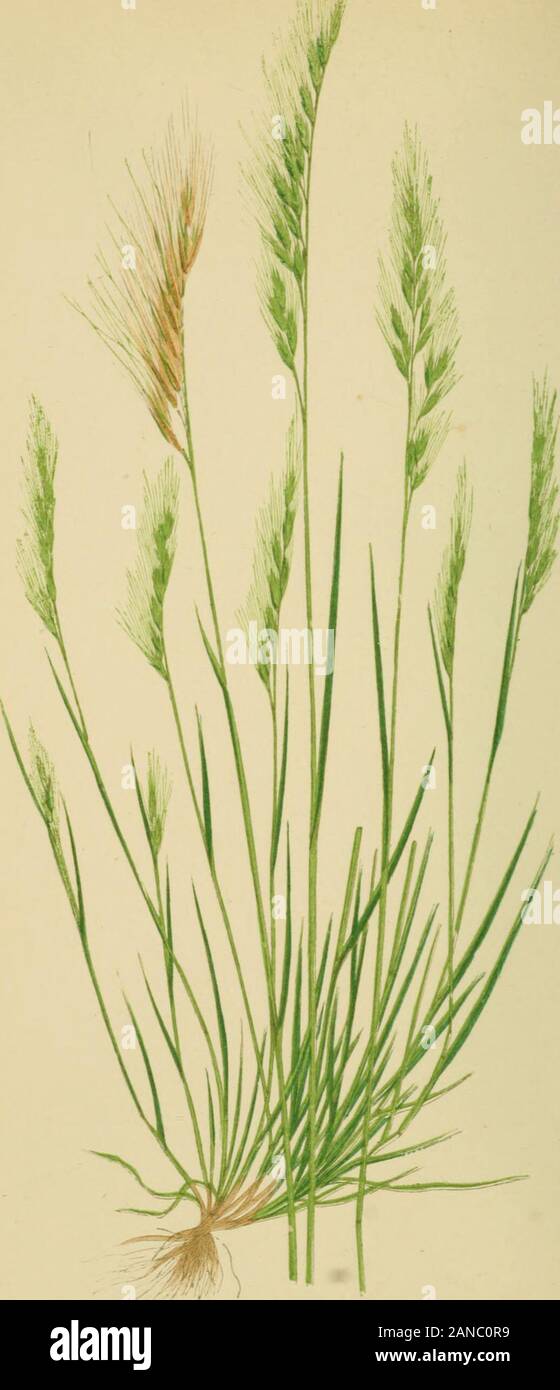 A natural history of British grasses . isof but little nourisliment for cattle. Common in England, Scotland, and Ireland. Found also inFrance, Germany, S^vitzcrland, Russia, XorAvav, Sweden, andDenmark. Stem upright, circular, smooth, and striated, bearing five orsix broad, lanceolate, flat, rough leaves, Avith striated sheaths;upper one longer than its leaf, and having at its apex a briefdecurrent ligule. Joints five. Inflorescence simple or comjioundpanicled, the loAver ones being branched. Panicle large, loose,and leaning to one side. Spikclets ovate-lanccolatc, mostly offive awned florets. Stock Photo