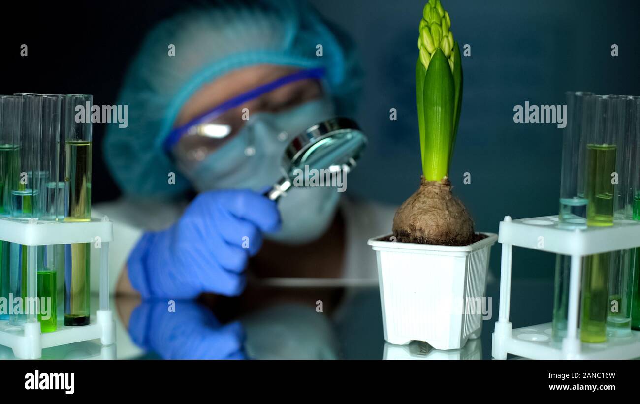 Biologist examining hyacinth with magnifying glass, botany analysis, breeding Stock Photo