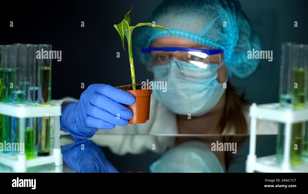 Biologist examining corn plant in laboratory, conducting GMO experiment, food Stock Photo Alamy