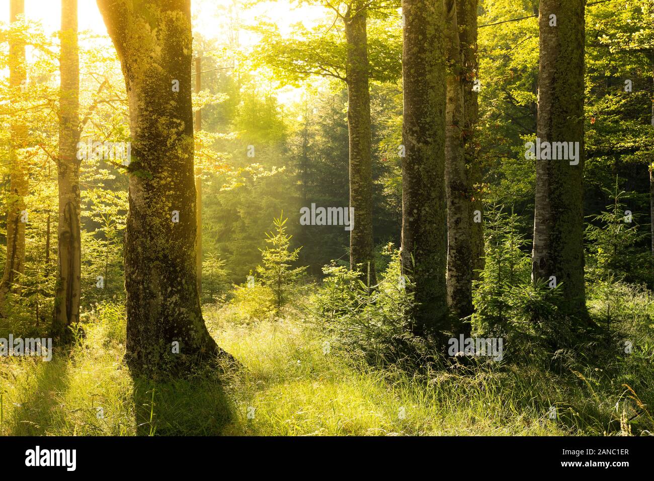 Bright Sun Shining Through the Trees. Forest in Spring Morning. Stock Photo