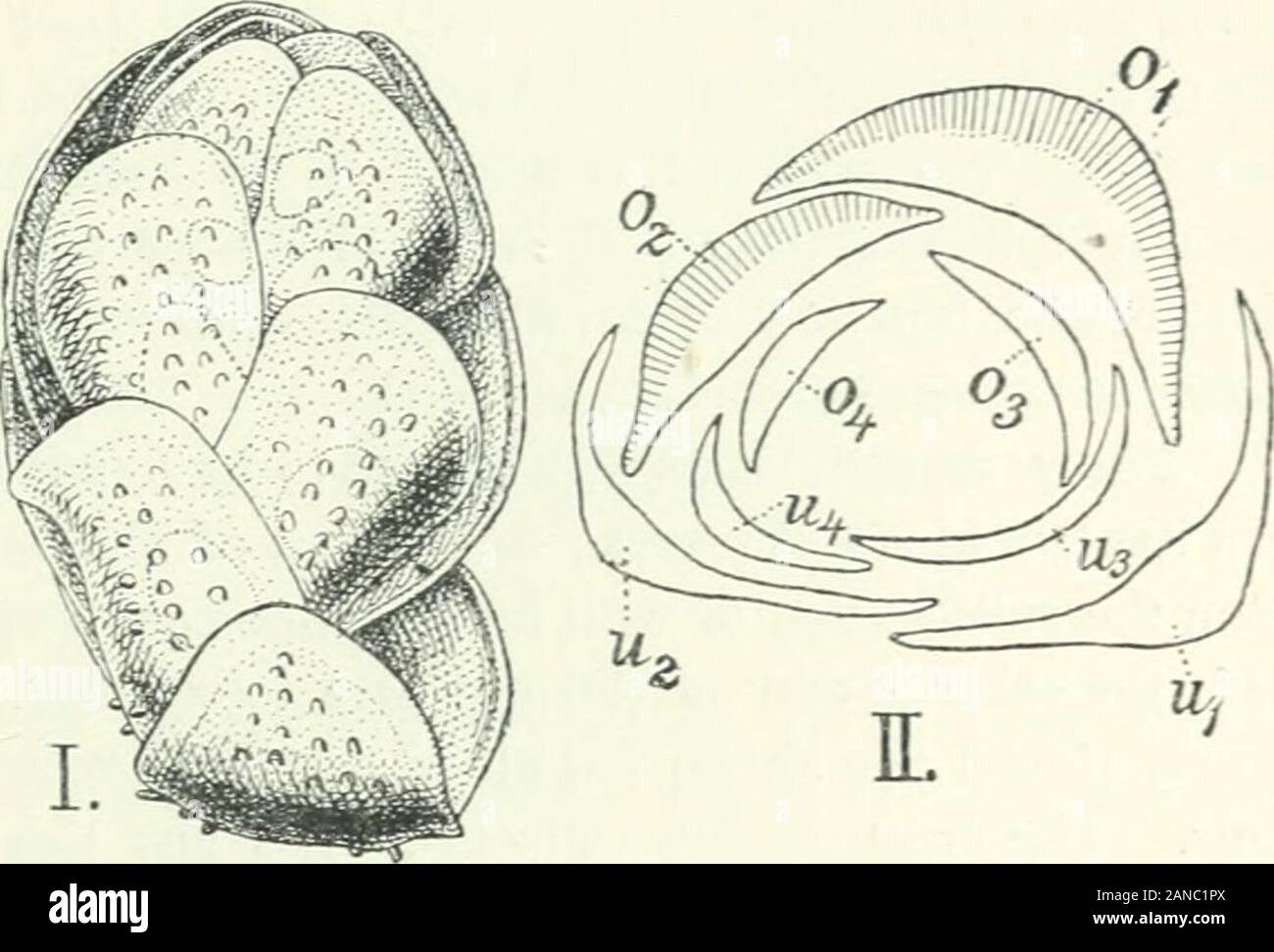 Organography of plants, especially of the archegoniatae and spermaphyta ...