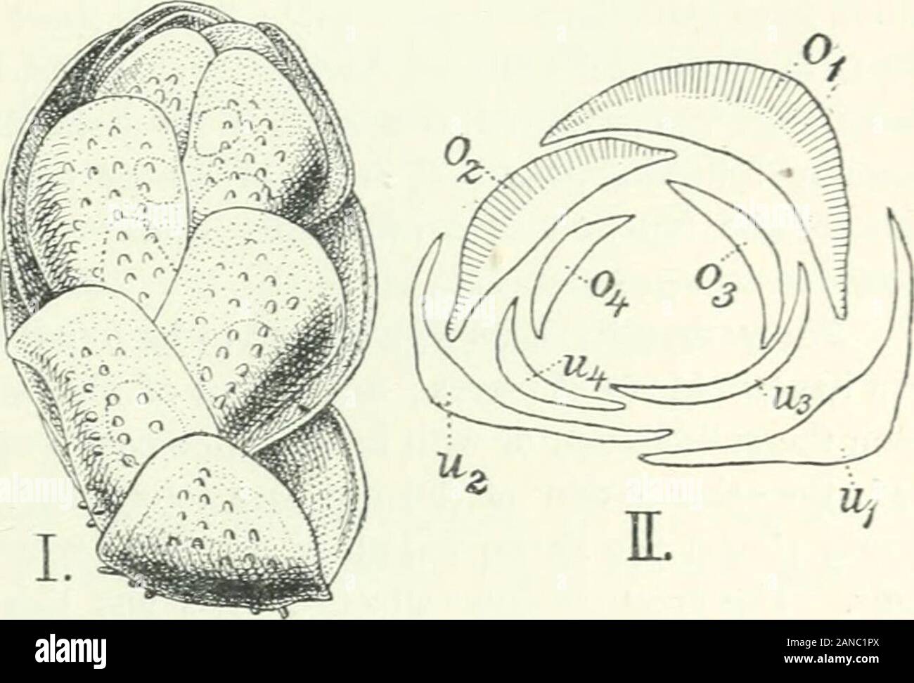 Organography of plants, especially of the archegoniatae and spermaphyta . formed onboth sides, instead of on the upper side only as in float-leaves generally, whilst itsoblique position protects it, as is the case in Salvinia auriculata, against too stronginsolation. Further, the leaves of Azolla by theif peculiar configuration and posi-tion form many air-spaces between their lobes, and these are of service not merelyin the gas-exchange of the plant but also in enabling the plant to float. Azolla isthus an instructive plant because it shows how the formation of the leaf is influencedby its He— Stock Photo