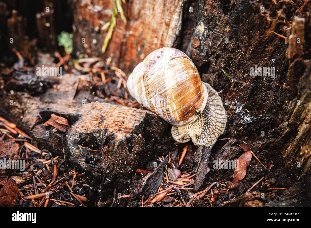 Snail in Shell Crawling on Tree Bark on Summer Day in Forest Stock Photo