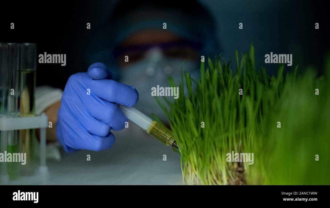 Biotechnologist injecting liquid in grass sample, genetic breeding, agriculture Stock Photo