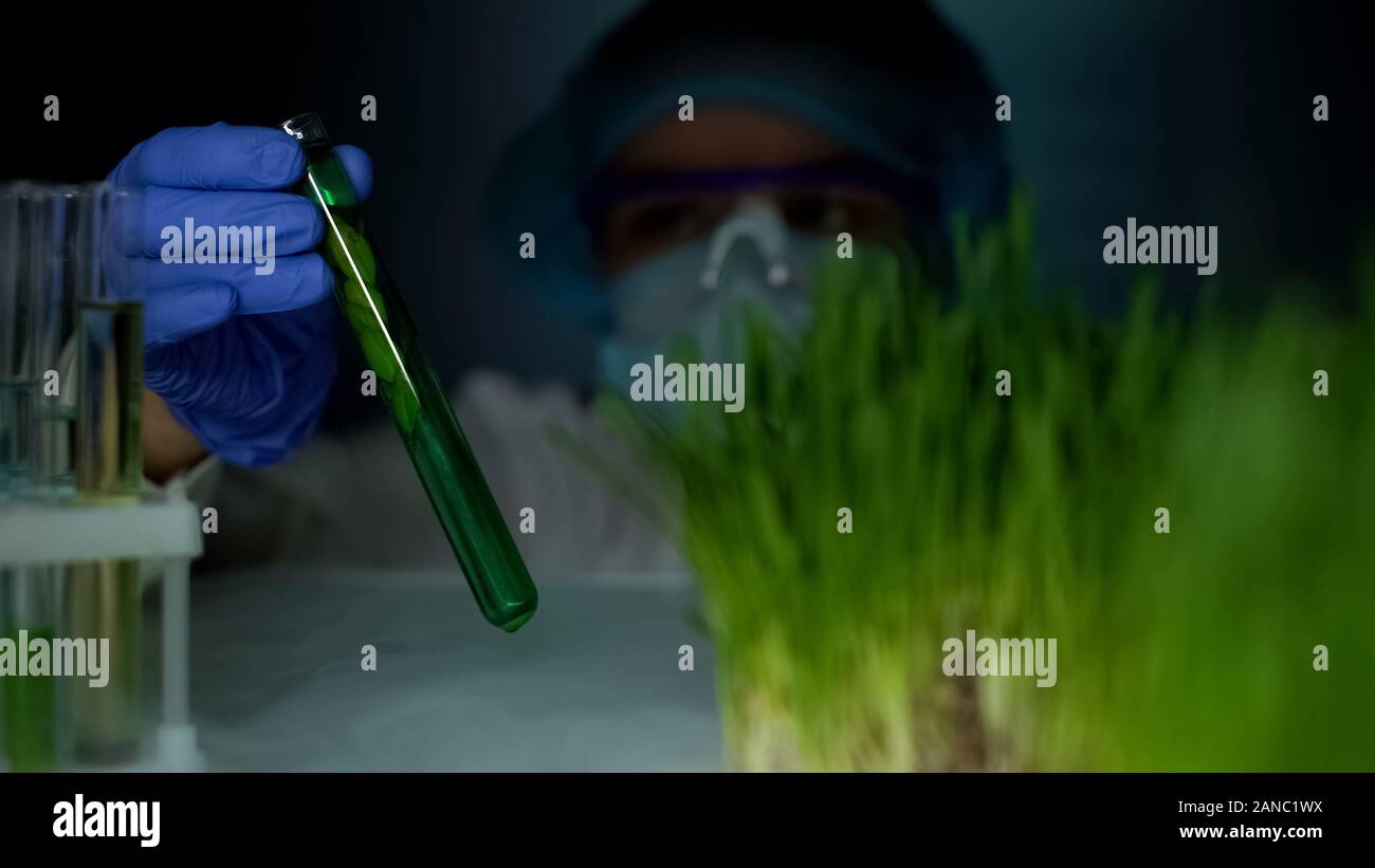 Lab worker comparing plant in test tube and green wheat sample, experiment Stock Photo