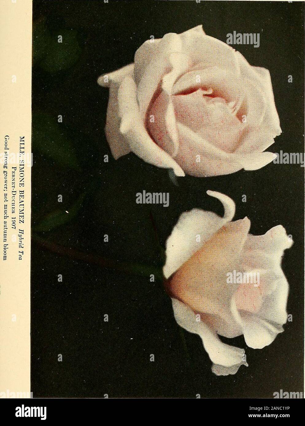 The practical book of outdoor rose growing for the home garden . See list MLLE. MARIE MASCURANDBernaix 1909 Hybrid Tea. Stock Photo