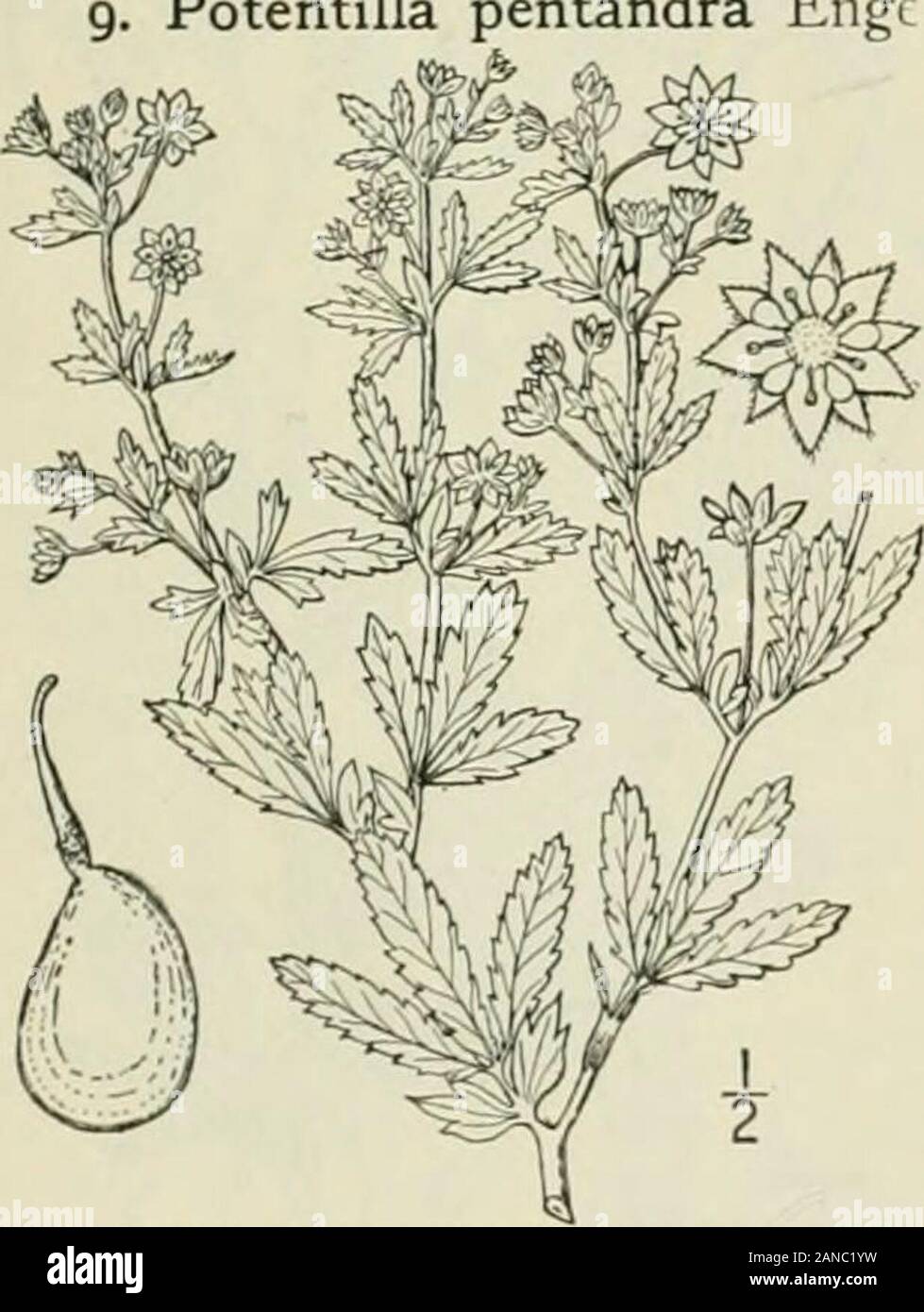 An illustrated flora of the northern United States, Canada and the British possessions : from Newfoundland to the parallel of the southern boundary of Virginia and from the Atlantic Ocean westward to the 102nd meridian; 2nd ed. . d Arkansas. June-Sept. 10. Potentilla argentea L. Silvery or Hoary Cinijuefoil. Fig. 2236.Potentilla argentea L. Sp. PI. 497. 1753. Stems ascending, tufted, branched, slightly woody atthe base, 4-!2 long, white woolly-pubescent. Stipuleslanceolate, acuminate; leaves all but the uppermostpetioled, digitatcly 5-foliolate; leaflets oblanceolate orobovate, obtuse at the a Stock Photo
