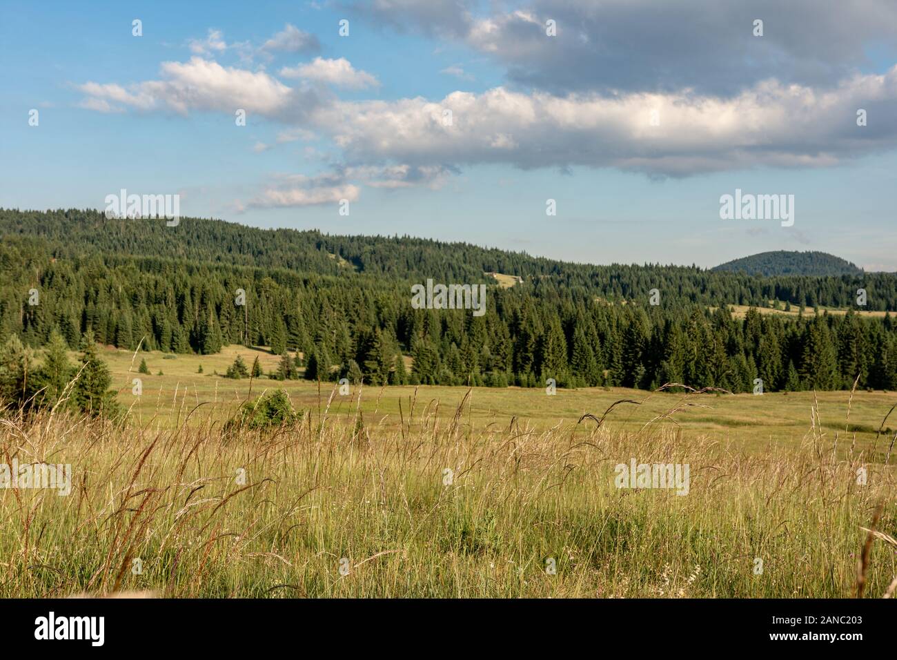 Forest Pine Trees Landscape and Green Meadow with Blue Cloudy Sky. National Park Tara. Stock Photo
