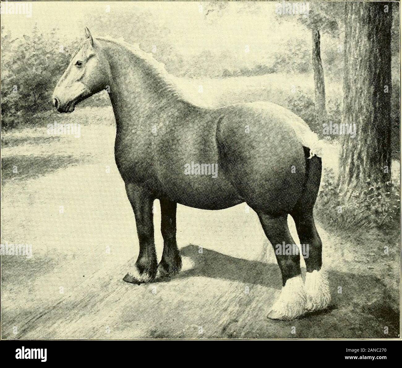 Catalogue Of Truman S Pioneer Stud Farm Importers Exporters And Breeders Of Shire Percheron Belgian Suffolk And Hackney Horses Iwaiuijii Wjll I Lv W Vk Lklv Luuy Jl Ll Lly Wj K Liwl Imported Shire Mares Enfield Fuschia F Sire