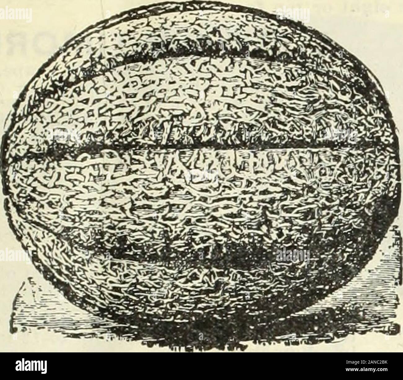 1913 Griffith and Turner Co: farm and garden supplies . EMERALD GEMl Meat, salmon color, exceedingly sweet and delicious; veryearly and prolific. One of the best for family use. Its appear-ance is not attractive, but try it, and you will want it again.Fkt., 5c. Oz., 10c. Vi lb., 25c. Lb., 75c. OSAGE, OR MILLERS CREAM.Most delicious. The flesr. is a rich salmon color, very thick,sweet and rich; rind verv thin and finely netted. Fkt., 5c. Oz., 10c. 14 lb., 30c. Lb., 90c. EARLY NETTED GEM. EXTENSIVELY grown, and many prefer it to all others fortable use. Grows remarkably uniform; thick roeated;fl Stock Photo