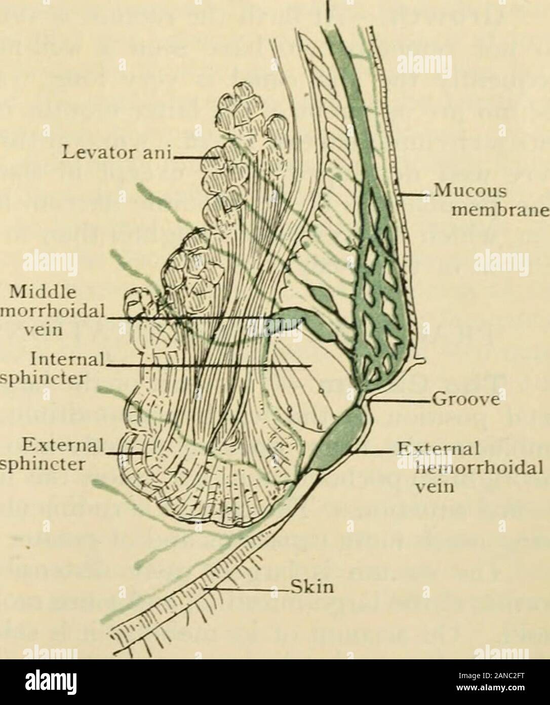 Human anatomy, including structure and development and practical considerations . above theboundary line. Vessels may be receied also from the sacra media. The middlehemorrhoidal arteries, of uncertain origin and distribution, rarely give any consider-able supply to the gut. The inferior hemorrhoidals—two or three small branchesfrom the internal pudic—supply chiefly the external sphincter, but also form a num-ber of fine anastomoses with the superior hemorrhoidal artery. The general dis-tribution of the veiiis is not very different from that of the arteries. The superiorhemorrhoidal veins, tr Stock Photo