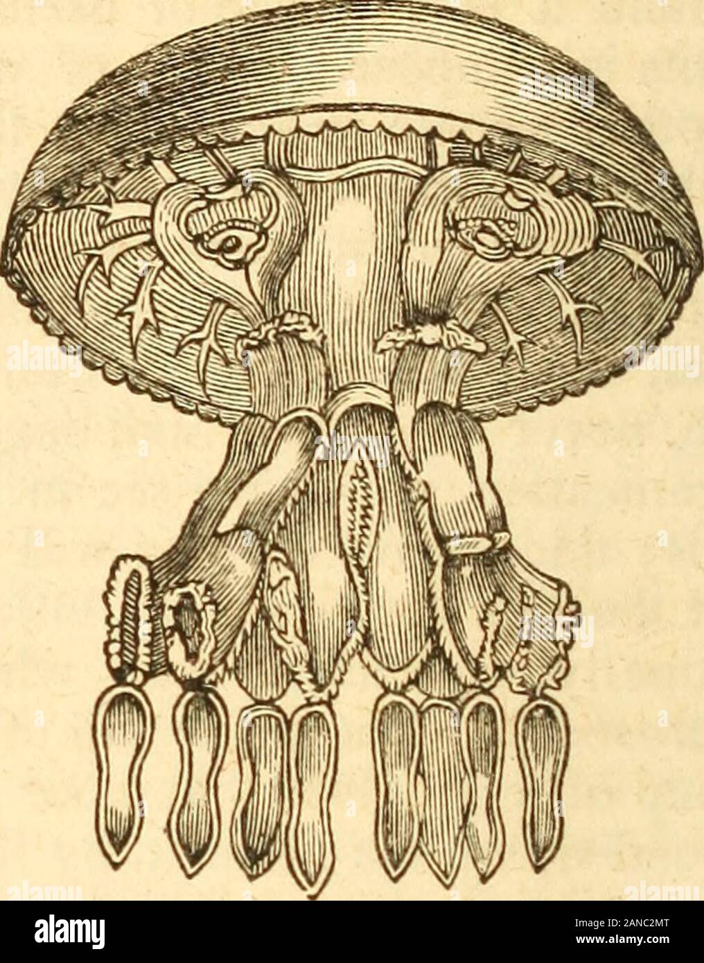 First lines of physiology, being an introduction to the science of life; written in popular language . e nature, cannot be regarded as other than organizedbodies. 50. The substances which form many First lines of physiology, being an introduction to the science of life; written in popular language . e nature, cannot be regarded as other than organizedbodies. 50. The substances which form many