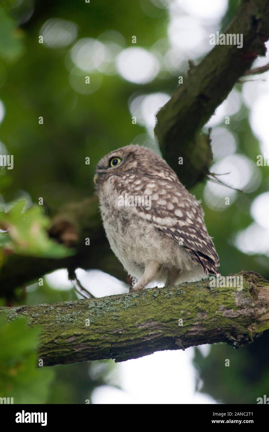 Little owl sitting in hi res stock photography and images Alamy