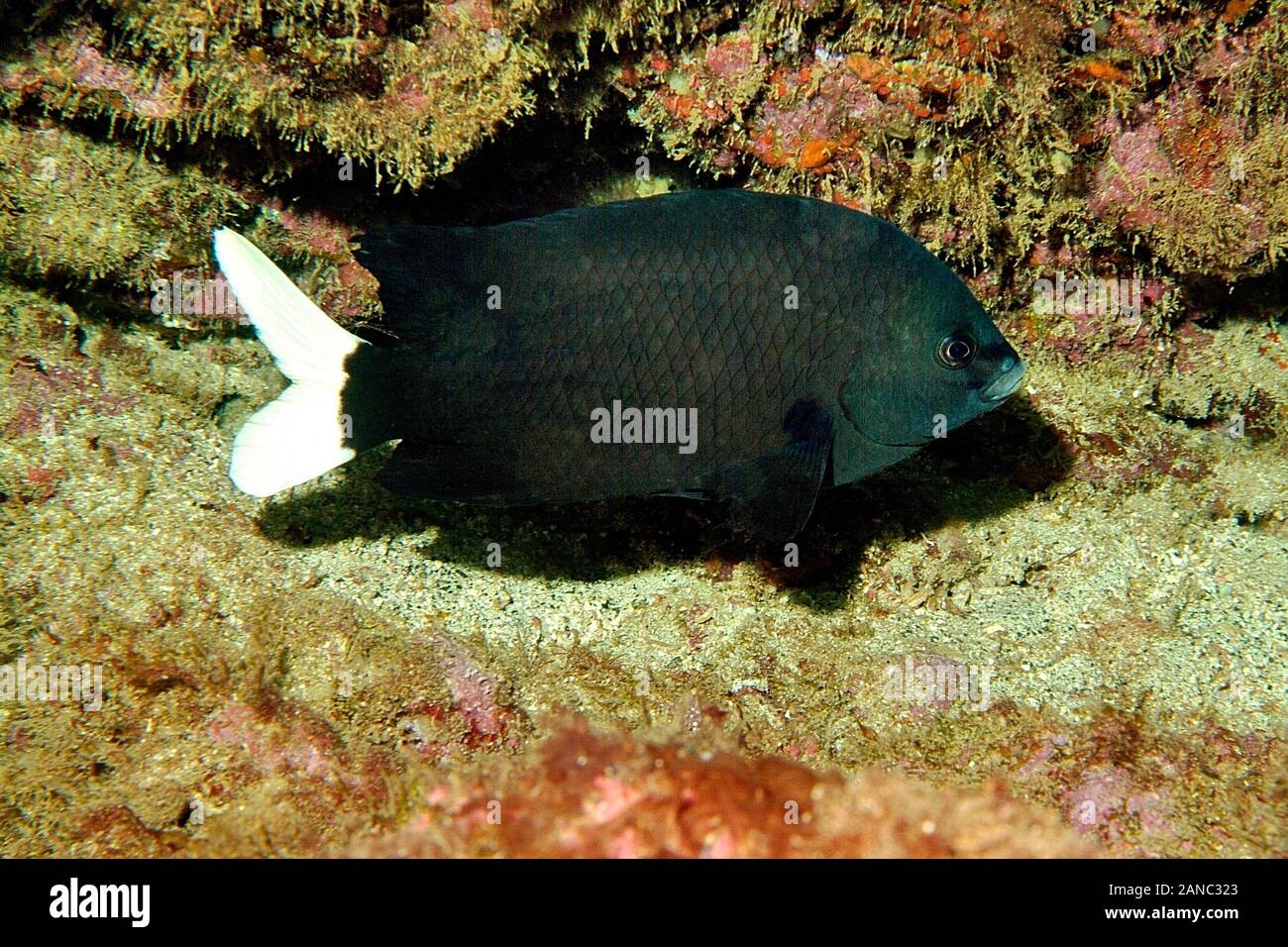 Cape Damsel, Black White Damselfish, "Similiparma hermani", Palmeira, Sal Island, Cabo Verde Stock Photo