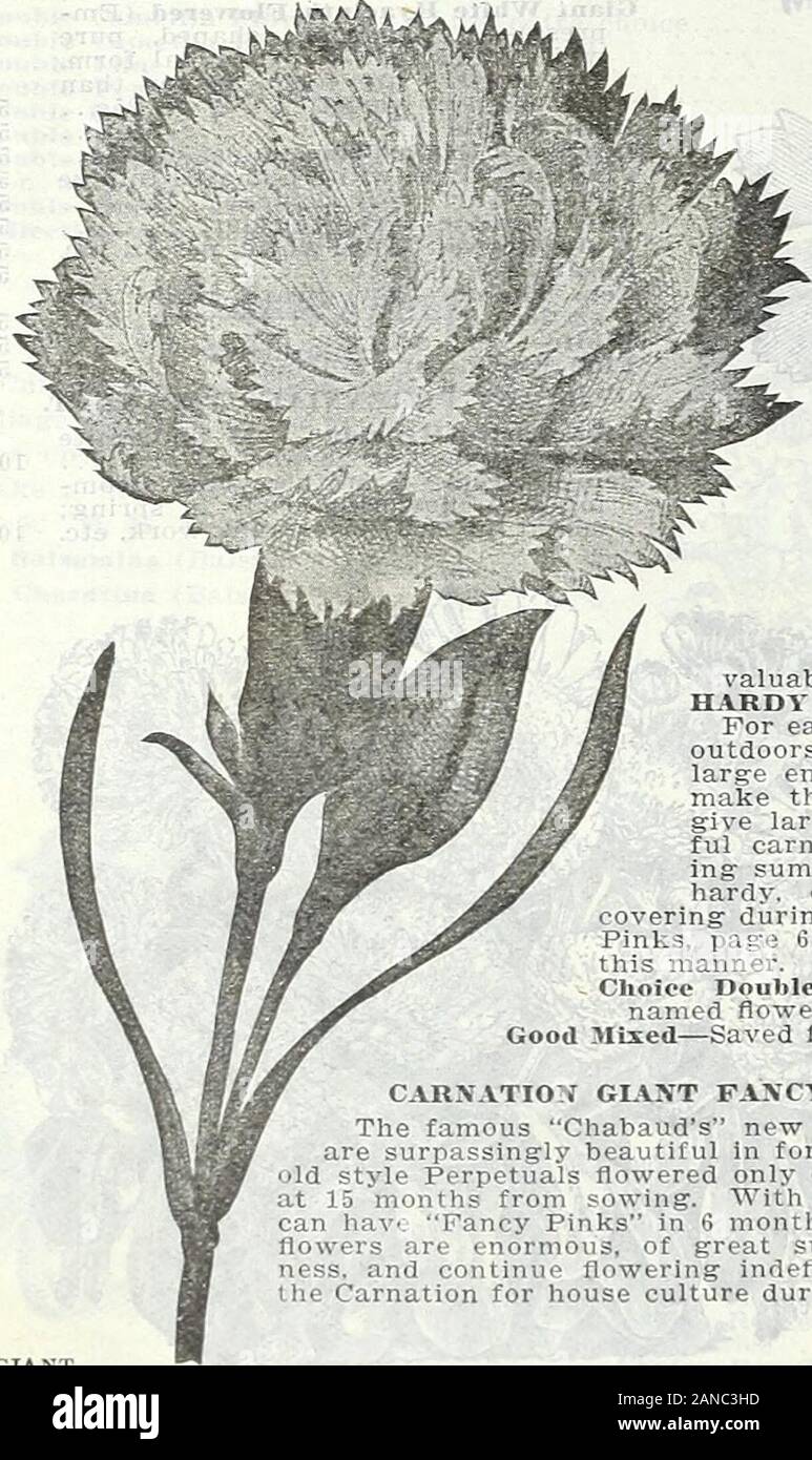 Farm and garden annual, spring 1906 . CAMPANULA— (Bellflower). cantebbuby belis. Beautiful hardy herbaceous perennials, bearing a wealth of bell-shaped flowers, thriving bestm a light, rich soil. H. P.Carpatica (Carpatican Hare-Bell)—Blue and white flowers, continuing in bloom the whole Pkt. season. Height 1 foot 5 Persicifolia Grandiflora—One of the finest of the hardy bell flowers! grows 2 to 3 feet high with large blue or white flowers. Mixed colors 5 Pyramidalis—A stately plant for hardy border culture, height 3 feet. Blue and white mixed. 5 Grandiflora—A superb, hardy border plant, flower Stock Photo