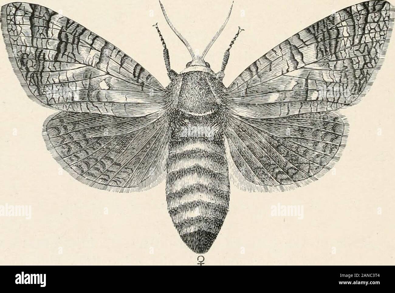 Forest entomology . Fig. 228.—Oak plank injured by larvm of Goat Moth.. Fig. 229.—Cossus ligniperda (Goat Moth). (From The Forester, by J. Nisbet.) elm have been observed to be attacked and eventually killed, andthen the larvae traced to the nearest tree that is unaffected. Nor are LEPIDOPTERA. 247 Stock Photo