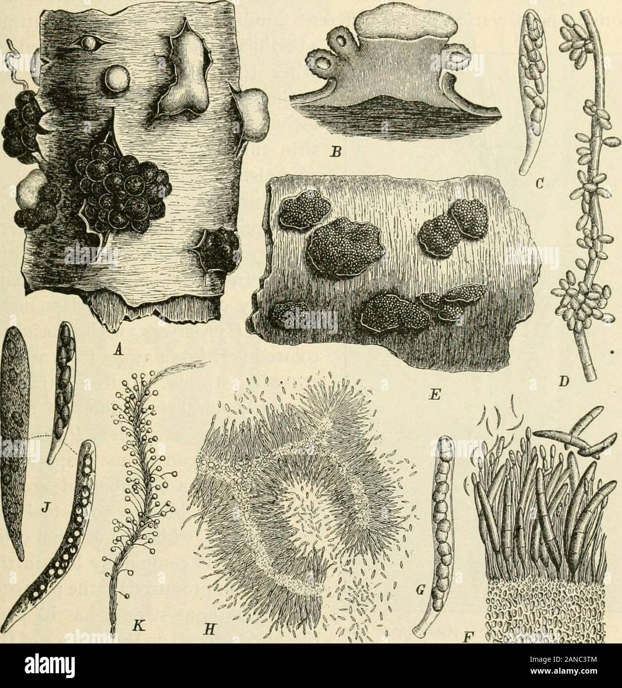 A text-book of mycology and plant pathology . , or on the ground where the droppings of the aphis in the formof honey-dew have collected. Its mycelium is greenish-black, much-branched, rigid, septate and the hyphse are glued together by anabundant mucilaginous substance forming a loose spongy mass, bearingan abundance of pyriform, coriaceous perithecia, which enclose narrow,thick-walled, eight-spored asci. Elongate pycnidia and perithecia arealso frequently seen. Family 3. Microthyriace^.—The mycelium of the fungi of thisfamily is superficial and dark in color. The perithecia are superficial 1 Stock Photo