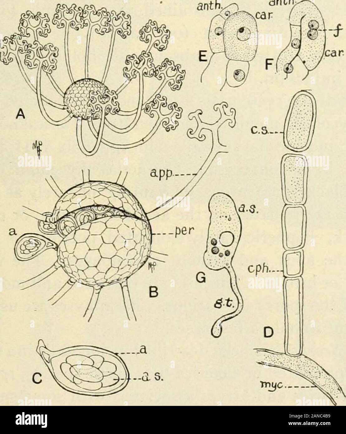 A text-book of mycology and plant pathology . Pig. 53.— Mildew of chestnut leaves due to Phyllaclinia corylei with ascus andperithecium to left. (Martic Forge, Pa., Nov. 2, 1915-) MILDEWS AND RELATED FUNGI 157 sphcera (Fig. 54) dichotoniously branched. These appendages prob-ably assist in the distribution of the perithecium, serving to attachthe perithecia to plants, if wind-l)orne, or to the bodies of insects bywhich they are carried to other plants. The number of asci found in aperithecium and the number and character of the spores in the ascivary generically (see Appendix VIII, pages 721-72 Stock Photo