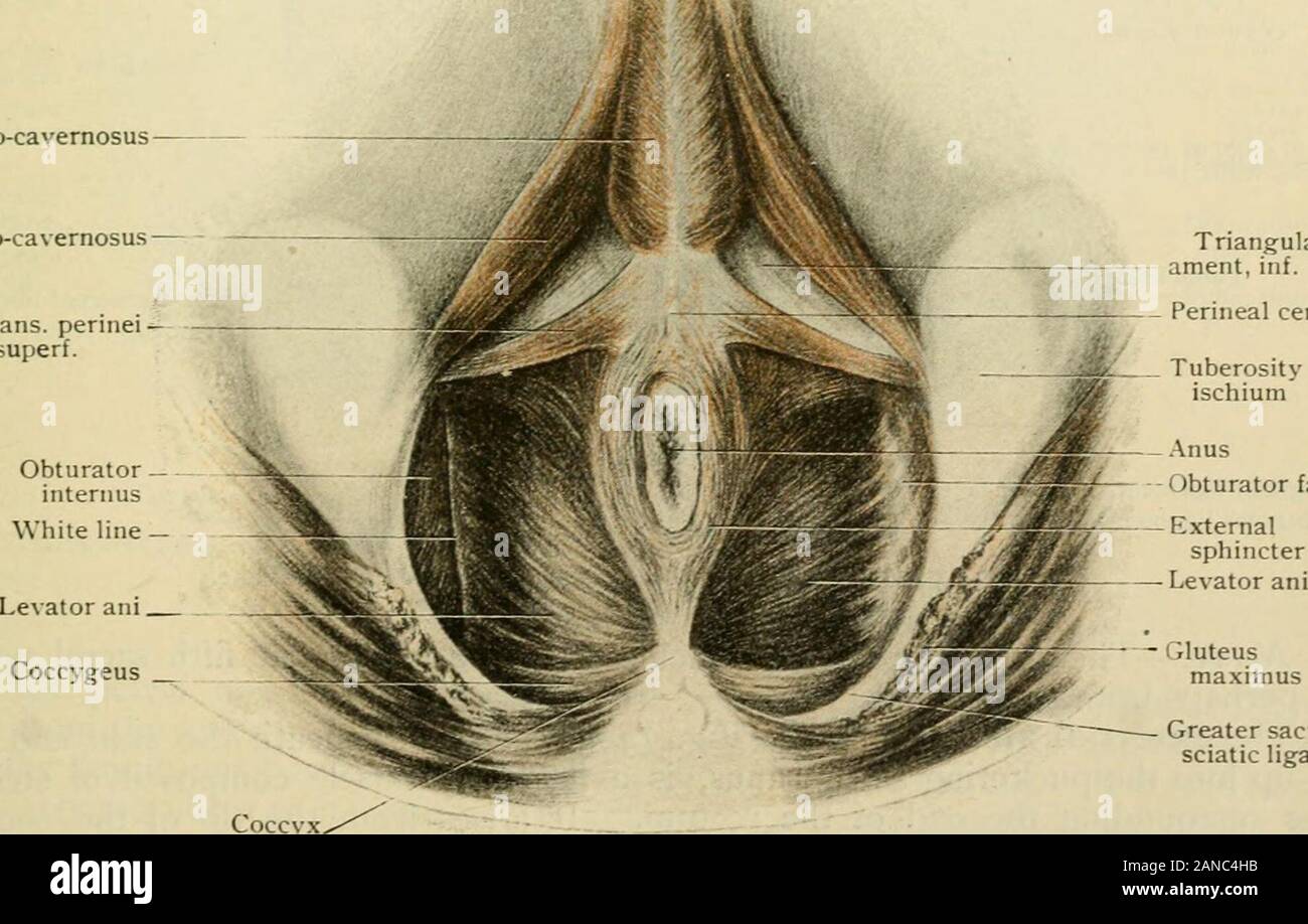 Human anatomy, including structure and development and practical considerations . into the two bands already mentioned, of which the posterior is thelarger and the more concerned in bridging over the folds. The internal sphincter isbut an hypertrophy of the circular muscles, while the external sphincter is a muscleof the perineum. It has been thought advisable to here describe together themuscles and some of the fasciae of the rectum and anus, including some that arelargely extrinsic. THE MUSCLES AND FASCIA OF THE RECTUM AND ANUS. TliLlevator ani( Figs. 1423, 1424) arises from the back of the Stock Photo
