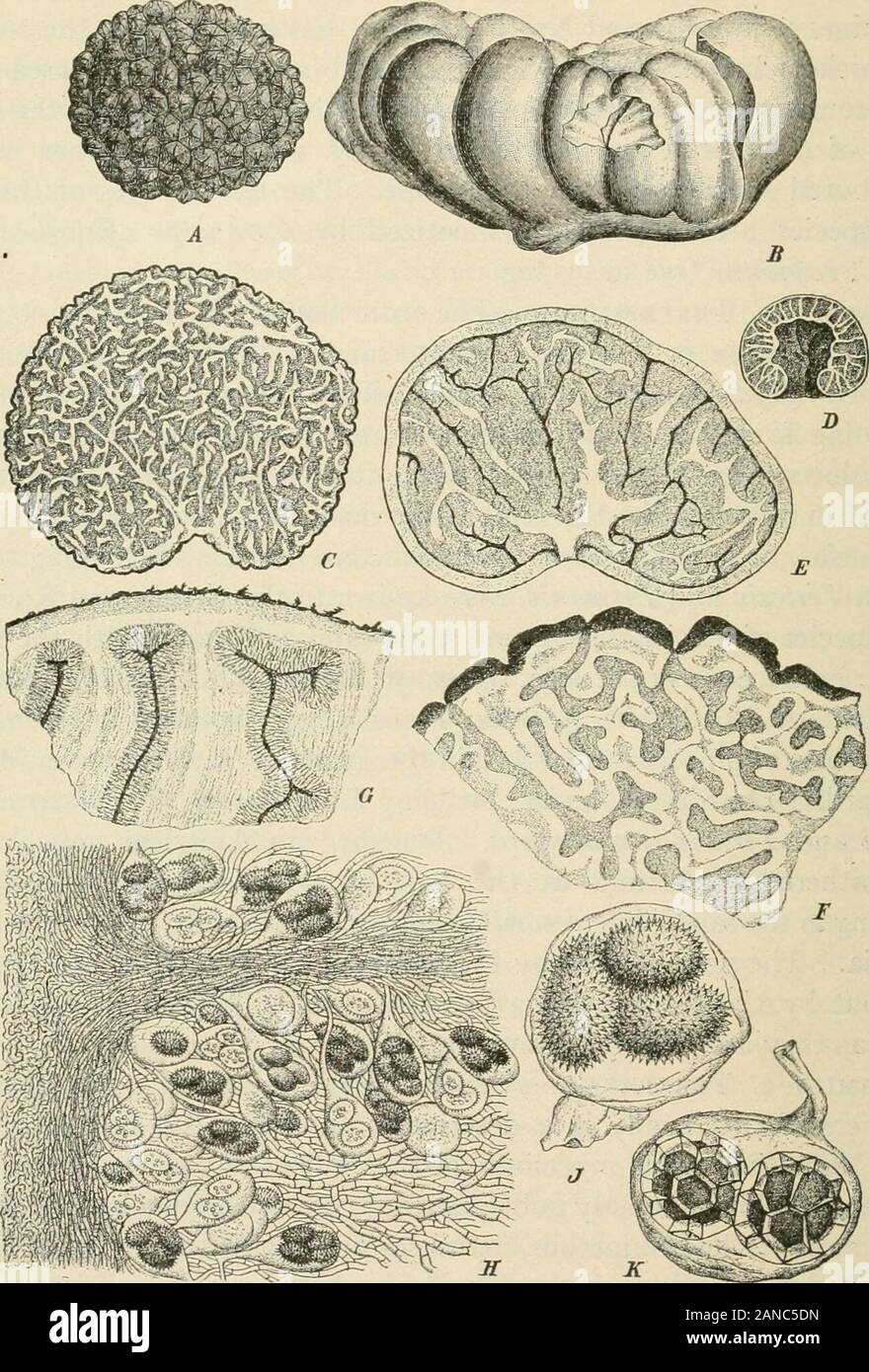 A text-book of mycology and plant pathology . e of Artemisia herba-alba foundgrowing in the sandy soil of small oueds, or stream beds, in southwesternAlgeria. They are located by the breaking of the soil surface and aredug out by the Arabs with a pointed stick. They form a valuablefood, as they are rich in protem. Family 5. Tiiberace^.—General reference has been made to themembers of this family in a description of the special ecology of theEUMYCETES. The mycelium of the trufifles is well developed andseptate, producing mostly subterranean, tuber-like fruit bodies, whichhave more or less numer Stock Photo
