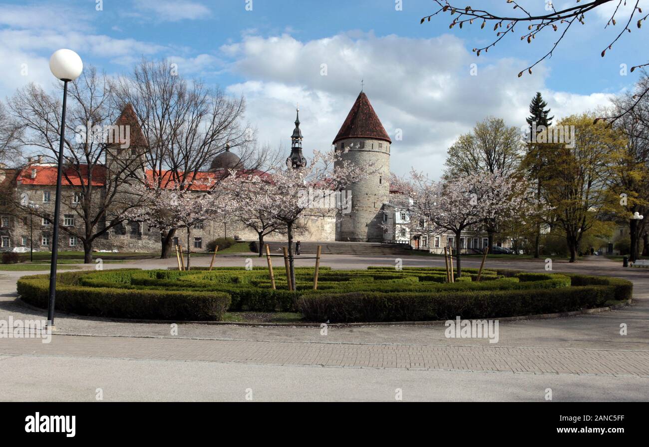 Towers of the city wall at the Old city of Tallinn in Estonia at the spring time. Cobbled streets, Gothic architecture of medieval charming city of Stock Photo
