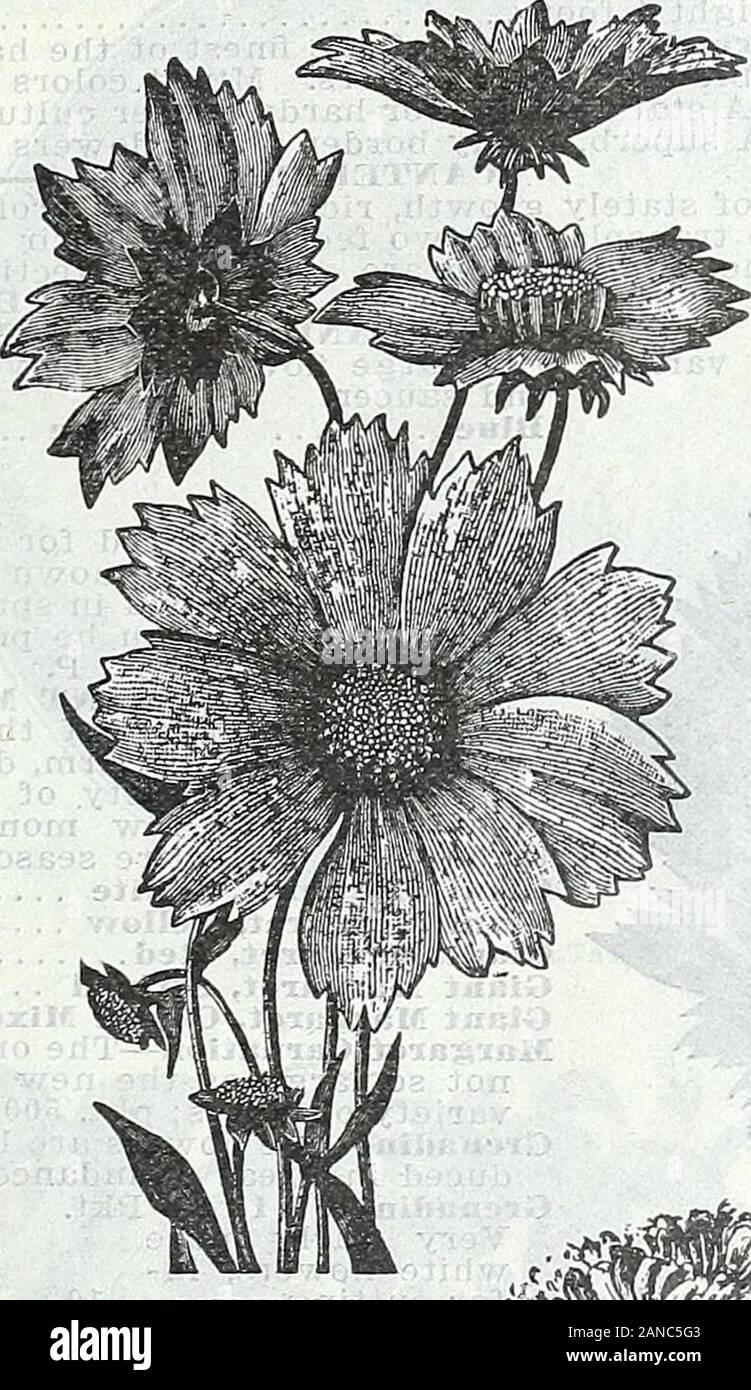 Farm and garden annual, spring 1906 . CANDYTUFT GIANT HYACINTH FLOWERED. CALCEOLARIA. CALCEOLARIA. Splendid plants for greenhouse decora-tions, forming in spring dense masses ofpocket-shaped flowers. Sow in September.T. P. Pkt. Hybrida Superba—Saved from the fin-est formed and most beautifullymarked varieties 25 CALENDULA. Cape Marigold. Showy, free-flowering hardy annuals,growing in any good garden soil, produc-ing a fine effect in beds or mixed borders,and continuing in bloom until killed byfrost: valuable also for pot culture, bloom-ing freely in winter and early spring. 1 ft. Officinalis L Stock Photo