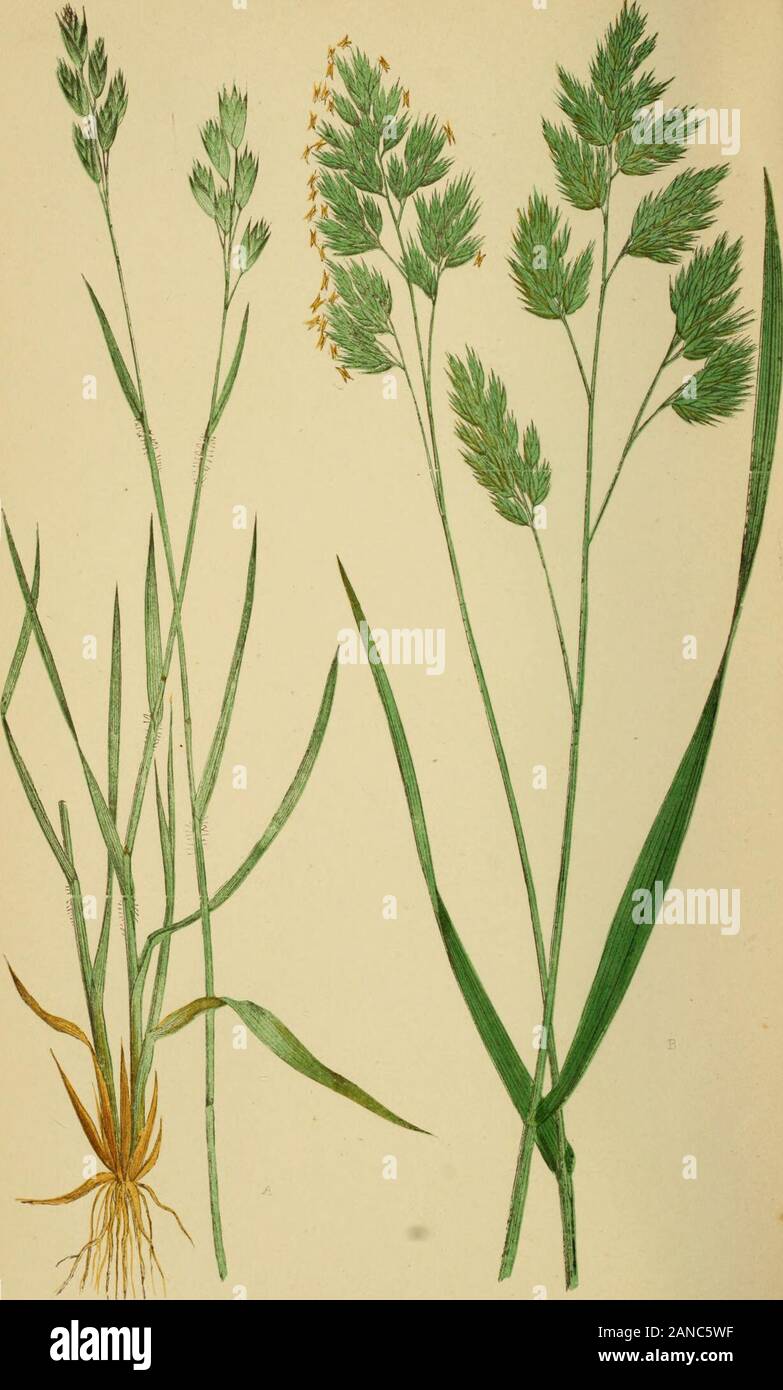 A natural history of British grasses . sheaths; upper sheath longer than its leaf, having athin membranous acute ligule at the apex. Inflorescence com-pound-panicled. Panicle upright, outline triangular and spreading.Branches smooth, mostly in pairs. Spikelets ovate-oblong,mostly of five to eight aAvnlcss florets, commonly tinged withgreen, white, and purple; apex of basal floret stretching beyondthe large glume of the calyx. Calyx of two unequal acuteglumes, three-ribbed, dorsal rib dentate above. Florets of two 130 POA ANNUA. palese, not webbed; exterior one of basal floret five-ribbed; ribs Stock Photo