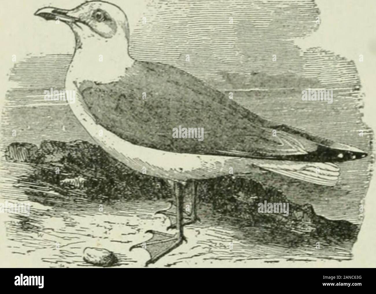 Beginners' zoology . Fig. 322. —Herring Gull. (Order?) Exercise in the Use of the Key. — Copy this list and write the name of the order to which each of the birds belongs. (Key, page I77-) Cockatoo (Fig. 320) Wren (Fig. 310) Pheasant (Fig. 319) Sacred Ibis (Fig. 328) Apteryx (Fig. 318) Wood Duck (Fig. 314) Screech Owl (Fig. 311) Lyre bird (Fig. 327) Jacana (Fig. 324) Nightingale (Fig. 325) Road Runner (Fig. 313) Sea Gull (Fig. 322) Top-knot Quail (Fig. Ostrich (Fig. 332) Heron (Fig. 315) 329) Penguin (Fig. 330) Hawk (Fig. 312) BIRDS 177 KEY, OR TABLE, FOR CLASSIFYING BIRDS {Class Aves) INTO OR Stock Photo