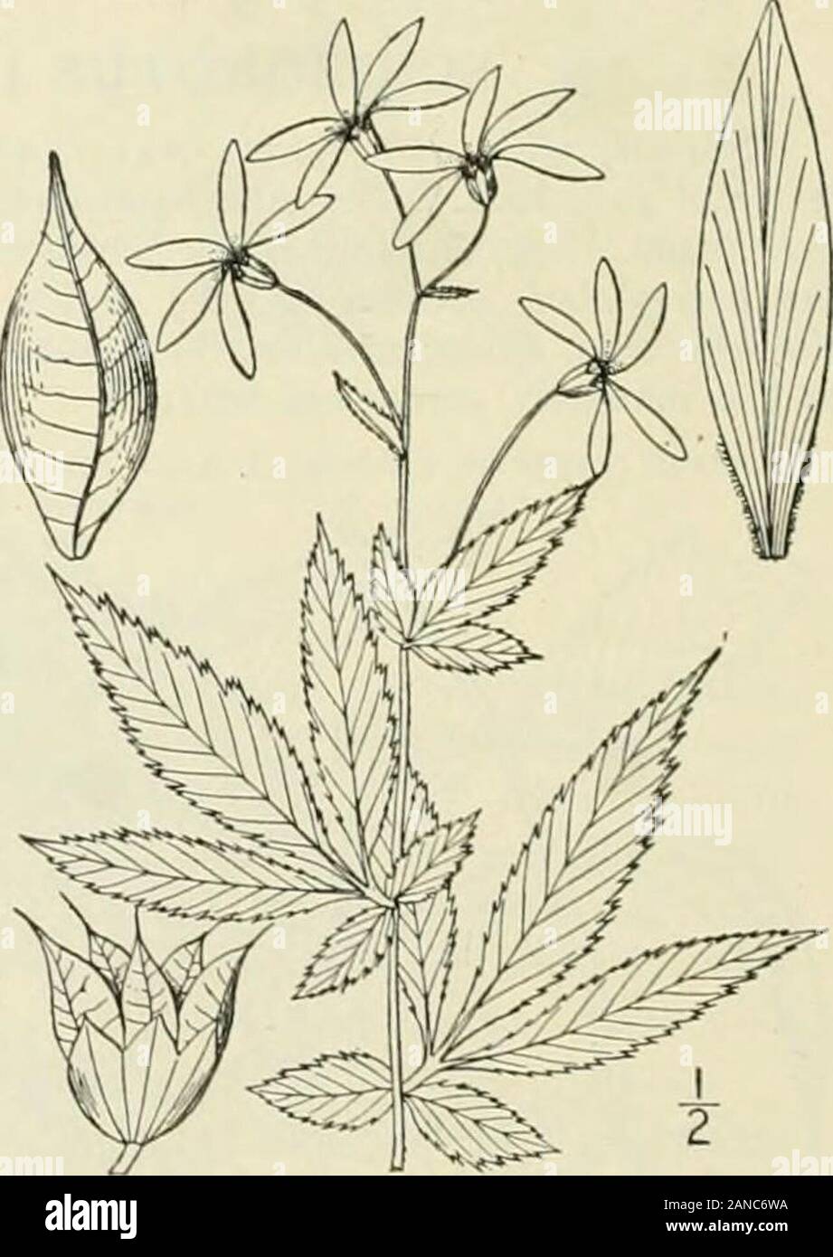 An illustrated flora of the northern United States, Canada and the British possessions : from Newfoundland to the parallel of the southern boundary of Virginia and from the Atlantic Ocean westward to the 102nd meridian; 2nd ed. . Genus 6. ROSE FAMILY. 249 Lateral leaflets palmately 3-5-lobed : flowers pink or purple.Lateral leaflets merely serrate, or slightly lobed ; flowers white, I. Filipendula rubra (Hill) Robinson.Qiiecn-of-the-rrairie. Fig. 2225. Ulmaria rubra Hill. Hort. Kew. 214. fl. 7. 1769. Spiraea lobata Gronovpi. 88. 1770. Jacq. Hort. Vind. i : 38. Stock Photo