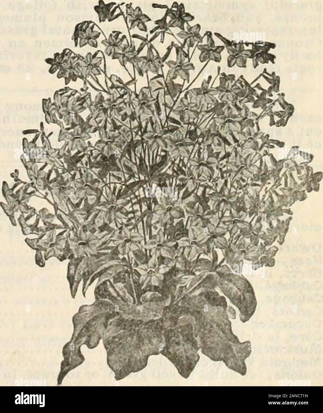 Vegetable and flower seeds catalogue : free for all . Mother of thousands or Kenilworth Ivy, forming neat little roundcushions of four and one-half to six inches inheight and breadth with glossy light greenfoliage, covered with small, pure white flowers.Recommended for edgings and ribbon lines.Price, per pkg., 15 cts. Blicotiana Sanderae. (A.) This beautiful hybrid Nicotiana was raisedin England and has been exhibited this seasonat the Temple show and elsewhere and in everycase has been .spoken of as the most strikinglybeautiful plant of the year. The originatorsdescribe it as forming bushy, m Stock Photo