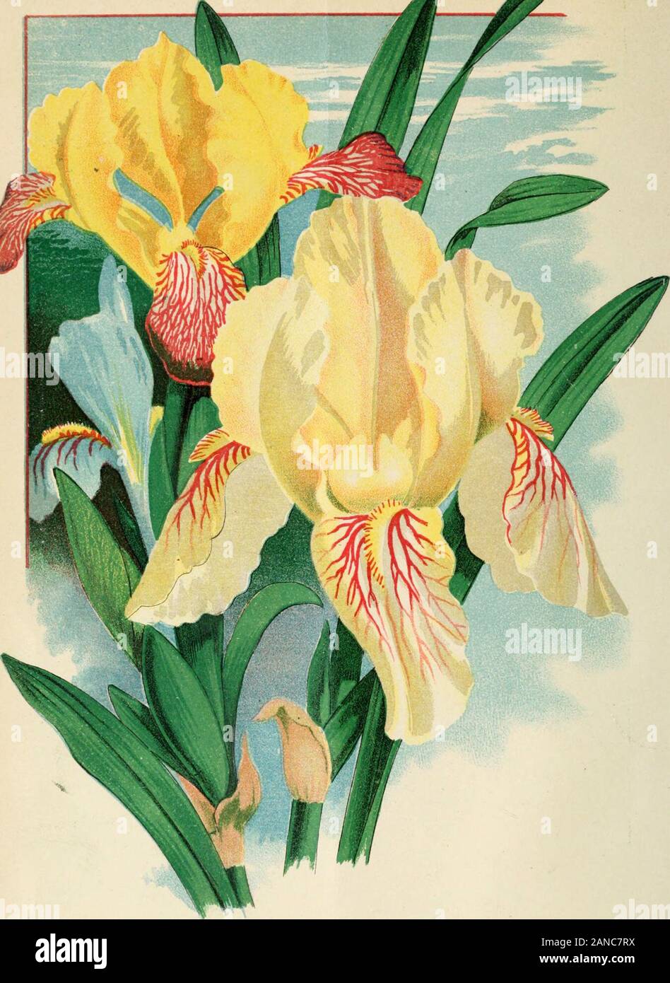 The Canadian horticulturist [monthly], 1888 . ine 172 K. Keanes Seedling Apple 284 L. Leslie, Geo., Sen 35 Lily of the Valley 05 M. Mammillaria Pectinata 12(1 Maurandya 35 Mills Grape, The 103 Mixed German Pansy 179 Movable Fence 189 Moving Large Trees (Fig 79) 235 (Fig 80) 235 Mc. McMahons White PAGE . 220 Oak-leaved Mt. Ash 63 Opuntia Tuna : .. 12() Ostheim Cherry (Colored Plate) 24 Packing Table 196 Park Row at Grimsby Park 185 Path 49 Phyllocactus Latifrons 124-125 Planting.... 86 Princess Louise 87 Section of 88 (Colored Plate) 193 Pruner for Blackberry Canes 284 Pruning Trees 67 Prunus T Stock Photo