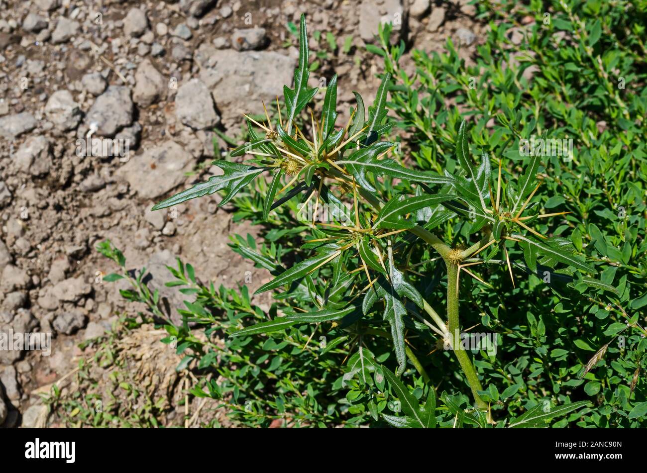Xanthium spinosum or field thorn it medicinal plant with sharp yellow needles, village Zhelyava, Bulgaria Stock Photo