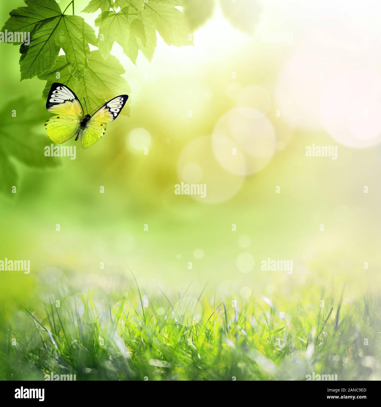 Greenery background hi-res stock photography and images - Alamy