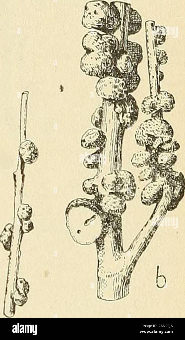 Les zoocécidies des plantes d'Afrique, d'Asie et d'Océanie : description des galles, illustration, bibliographie détaillée, répartition géographique, index bibliographique . Boucla angustifolia Lépidoptère (n 1070) Fii;. ()i7, 618 (a, b). — Dap. iiat.. Maerua angolensisInsecte (n» 1072)Fig. 6iy, G20 (a, b). — Dap. nal. FAMILLE DES RÉSÉDACÉES Ochradcuus loy-», lAeseda 107/i. Oehradciaus liaccatiis Delile Pl.ti. — ientlemenls successifs des rameaux, avec nombreux trousdéclosion et cavités internes irrégulières (fig-. 621, 622). Insecte 1073 Fraucnteld, iSôy. p. 326-327, pi. VII,15, © ; Darboux Stock Photo