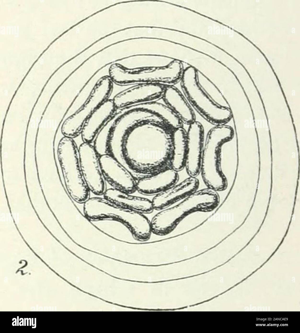 Organography of plants, especially of the archegoniatae and spermaphyta . Fig. 213. 1, Limnophila lieterophylla. Apex of shoot seen from above. 2, Alhemilla nivalis. Apex of shootseen from above ; a young primordium of a leaf seen to the left upper side of apex, the older leaves are deeplydivided into leaflets, in the outer two the ring-like sheath-portion is formed. Magnified. lateral primordia grow less strongly. If now the laminar portion betweenthe lateral primordia grows strongly in length and less in breadth ^, and thebase of each lateral primordium grows similarly, a pinnate leaf will r Stock Photo