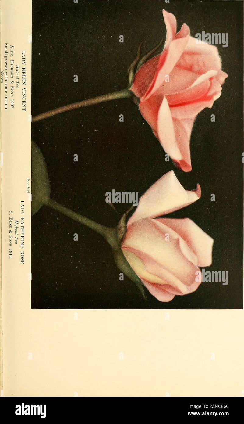 The practical book of outdoor rose growing for the home garden . See list LADY deBATHE Hybrid TeaB. R. Cant & Sons lOU. Stock Photo