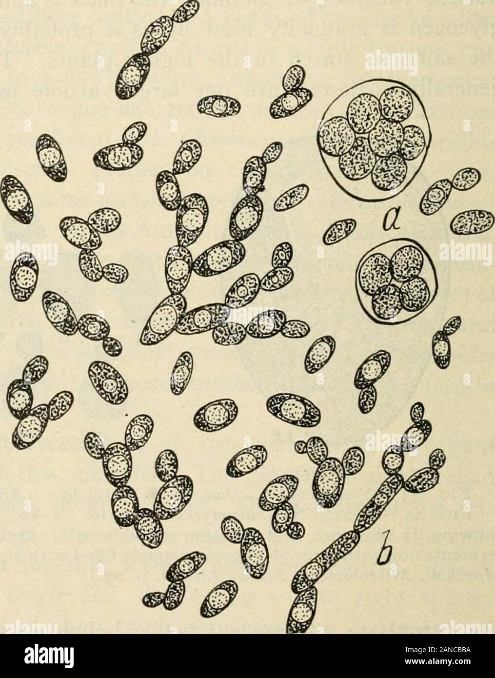 A text-book of mycology and plant pathology . Fig. 45. Fig. 46. Fig. 45.—Young yeast cells, Saccharotnyces ellipsoideus, with nuclei and divisionof nuclei. {After Marshall, Microbiology, Second edition, p. 64.) Fig. 46.—Yeast, Saccharomyces cerevisice, the variety known as brewers bottomyeast; a, spore formation; b, elongated cells. {After Schneider, Pharmaceutical Bac-teriology, p. 144.) the mother cell. In spore formation, the chromation which is scatteredthrough the cytoplasm is absorbed more or less completely into thenucleolus which elongates and divides by a constriction in its middlepar Stock Photo