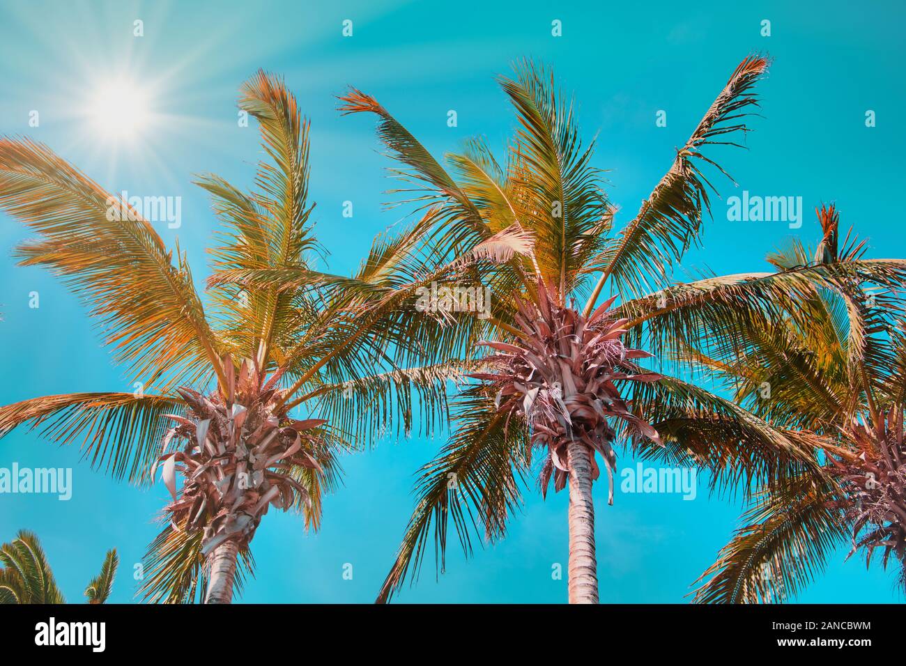 palm trees in Spain against the sky, in the left corner the bright sun with sun rays, mint green color style Stock Photo