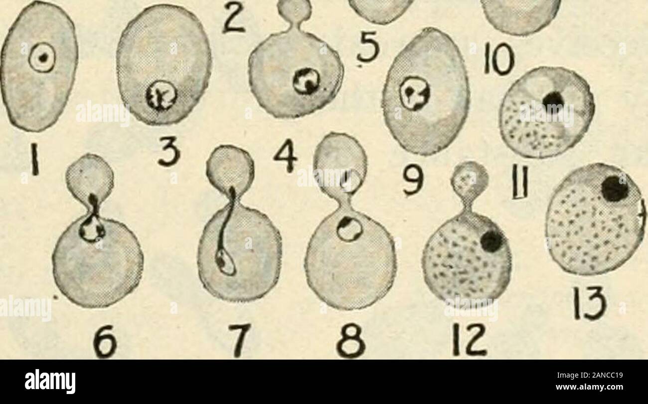 A text-book of mycology and plant pathology . Fig. 43. Fig. 44. Fig. 43.—Yeast cell, Saccharomyces cerevisia. {After Marshall.)Fig. 44.—-Yeast, Saccharomyces cerevisice. i-io. Young cells with nucleus,showing its structure; 6-8, division of nucleus; 11—13, cells after twenty-four hoursfermentation with large glycogenic vacuole filled with lightly colored grains. {AfterMarshall, Microbiology, Second edition, p. 62.) the cytoplasm and nuclear bodies being pressed against the cell walland forming a thin protoplasmic lining to the inner cell wall surface.Wager^ in 1898 demonstrated the nuclear app Stock Photo
