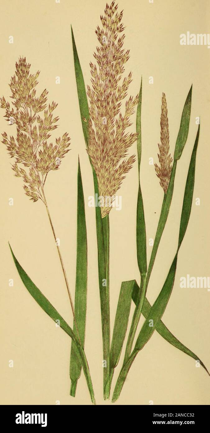A natural history of British grasses . on in Britain, Sweden, Denmark, France, Germany,and Italy, Stem upright, circular, and smooth, bearing four or five flat,broad, acute, soft, roughish, pale green leaves, with usuallysmooth sheaths, upper sheath considerably longer than its leaf.Joints four, hairy. Inflorescence compound-panicled. Panicleupright, and slightly pendulous at the apex. Spikelets consistingof two florets, the upper one awned. Calyx consisting of twoequal-length glumes, membranous, and keels hairy. Upperglume three-ribbed; lower one destitute of lateral ribs. Floretsof two palea Stock Photo
