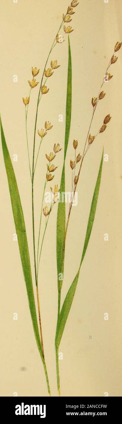 A natural history of British grasses . M FLIC A NUTANS. XXV K . r NIF L O R A . 81 MELICA NUTANS. LiNN^us. Hooker and Aenott. Smith. Paexell. Geeville. LiNDLET. Koch. Willdenow. Cuetis. Maetyn. Knapp. Eelhan. Graves. Scheadee. Babington. Host. ScHEEBEE. Leees. Eeichenbach. Witheeing. Hull. Dickson. PLATE XXV. A. Melica montana, Hudson. Poa nutans, Hallee. The Mou7itain Melic Grass. 3Ielica—Honey. Nutans—Nodding. Melica, Linnceus.—An interesting family, of whicli there are but twoBritish examples. The name is derived from mel—honey. A Grass as yet of no agricultural value, growing in dampshady Stock Photo