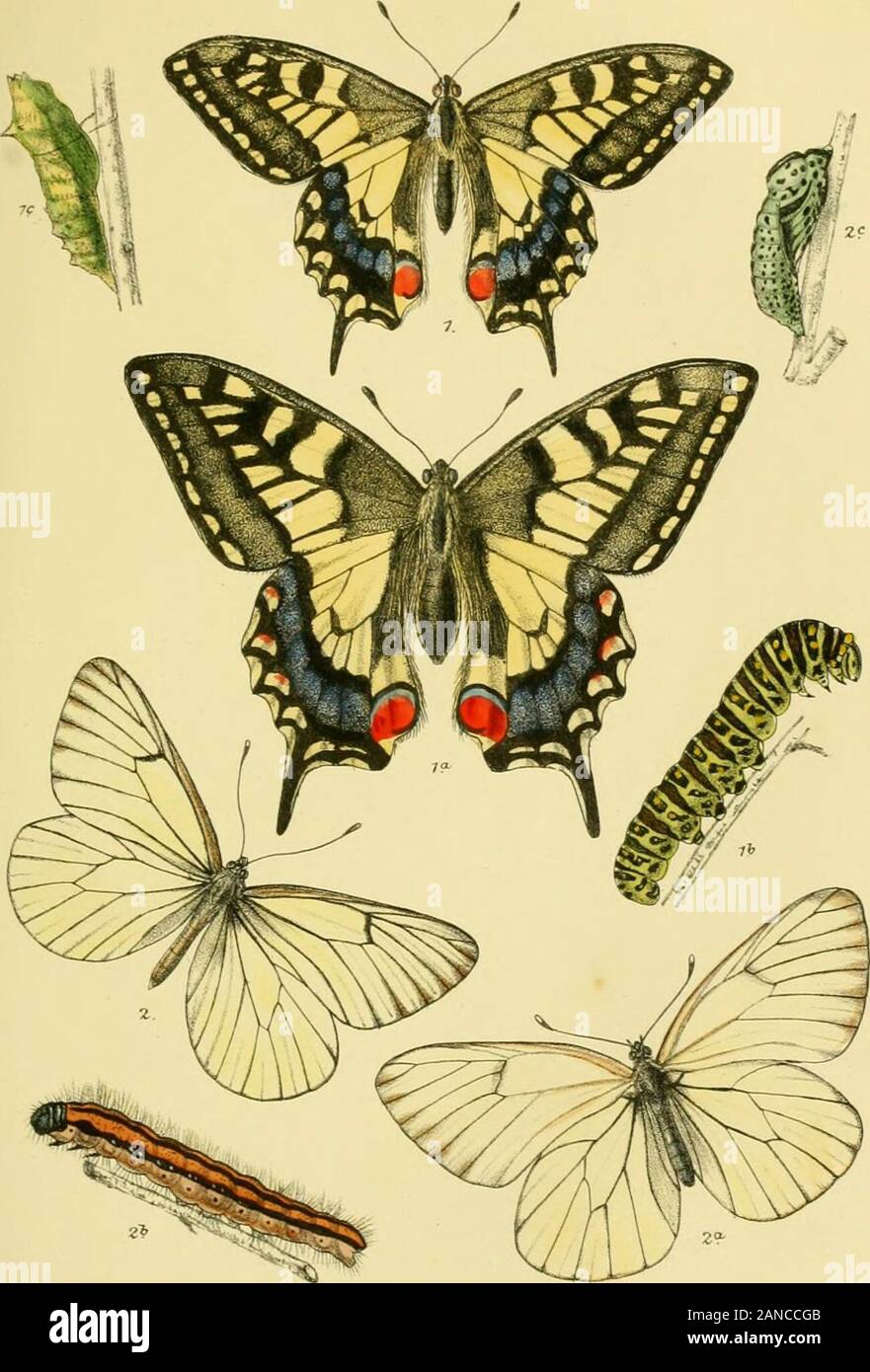 The Lepidoptera of the British Islands : a descriptive account of the families, genera, and species indigenous to Great Britain and Ireland, their preparatory states, habits, and localities . us) . 272 (Gordius) . 61 Melitsea 185 (Thais) 17 Phla?as 62 Artemis . 196 (Eumina) . ?7 (Virgaureffi) 55 Atbalia 185 Thecla. 42 Coenonympha 255 Cinxia 190 betula; 43 (Arcania) . 262 (Didyma). 190 (ilicls) 48 Davus 255 Nemeobius . 102 pruni 48 Pamphilus 263 Lucina 102 querciis 51 Colias . 32 Nisoniades . 304 rubi . 53 Edusa 35 Tages . 304 (spini) 48 Hyale 32 Papilio 13 w-album . 45 Cyclopides . 298 Machaon Stock Photo